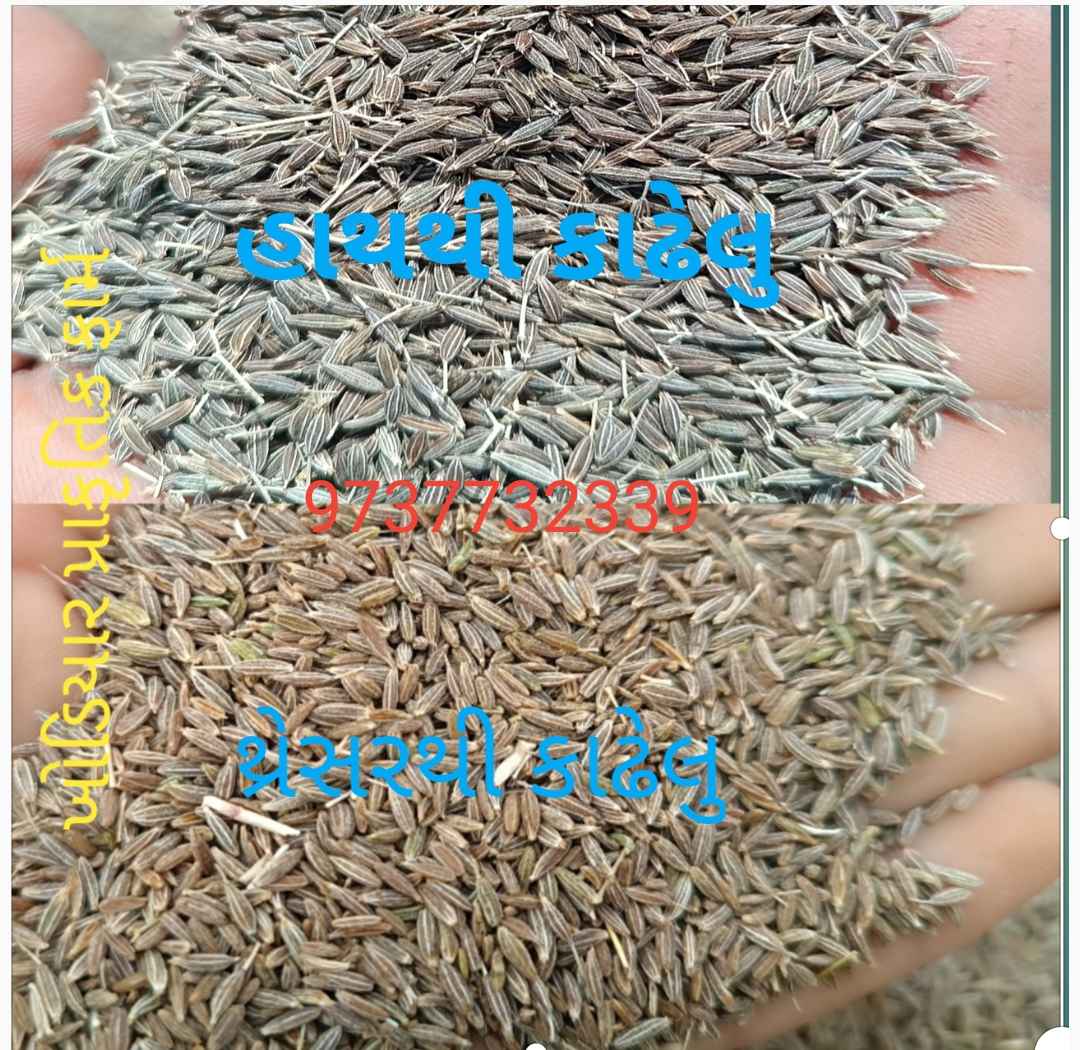 ઓર્ગેનિક જીરુ in Kalasar, Rajkot, Gujarat