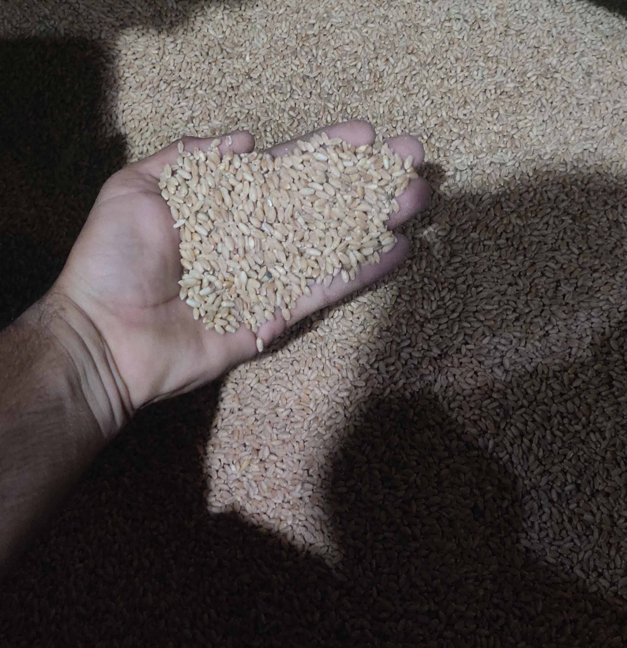 Wheat for sell(Ghav vechvana che) in Vejalpur, Ahmadabad, Gujarat