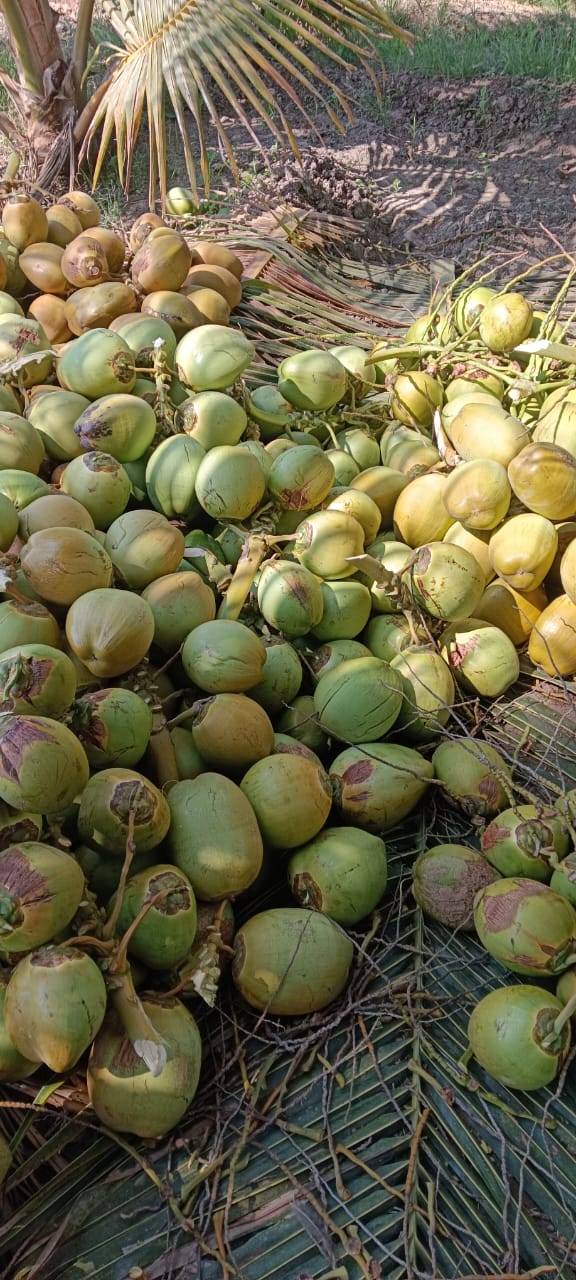 Coconut available  in Vejalpur, Ahmadabad, Gujarat