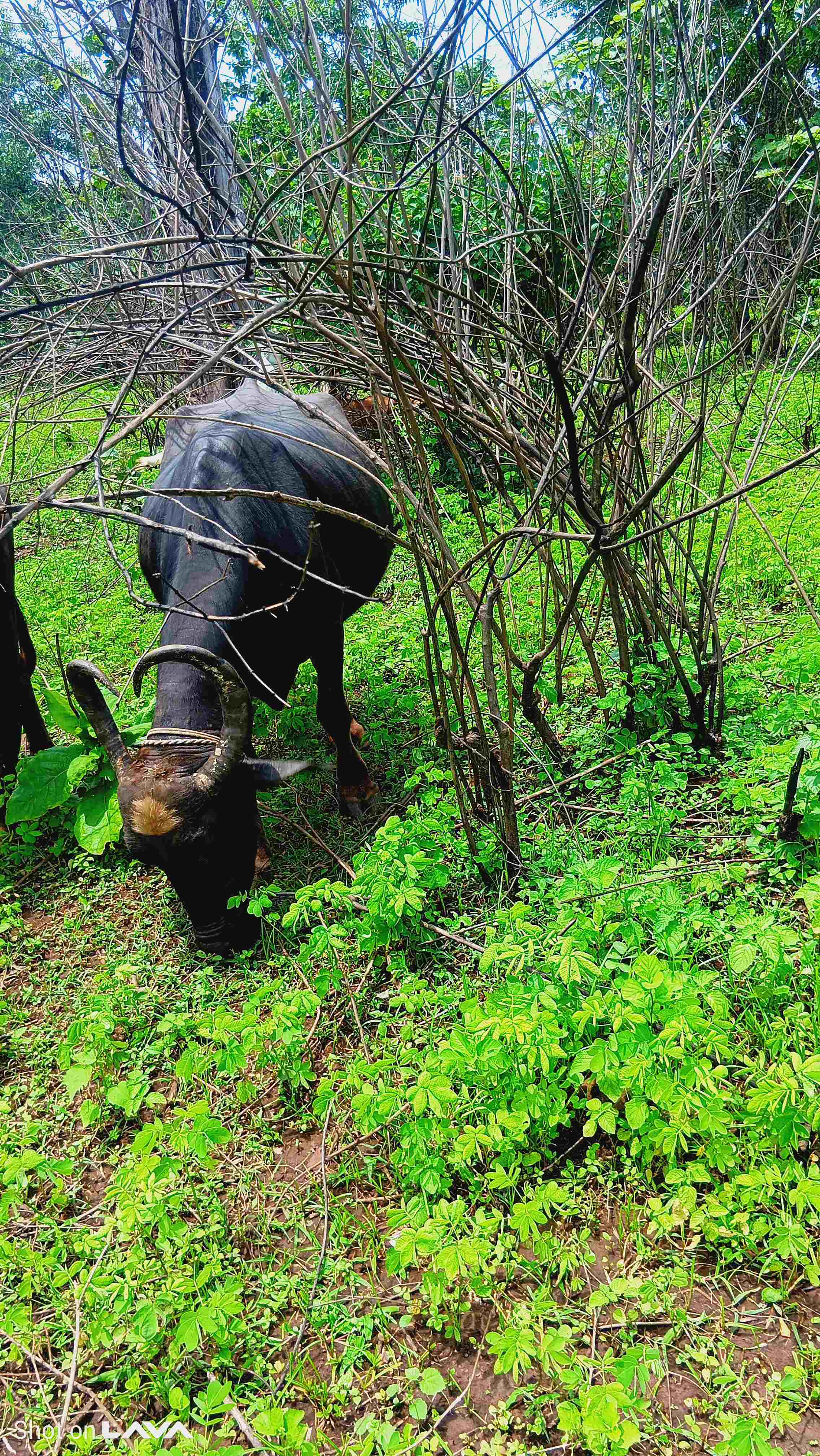 bhains in Bamhni, Chhindwara, Madhya Pradesh