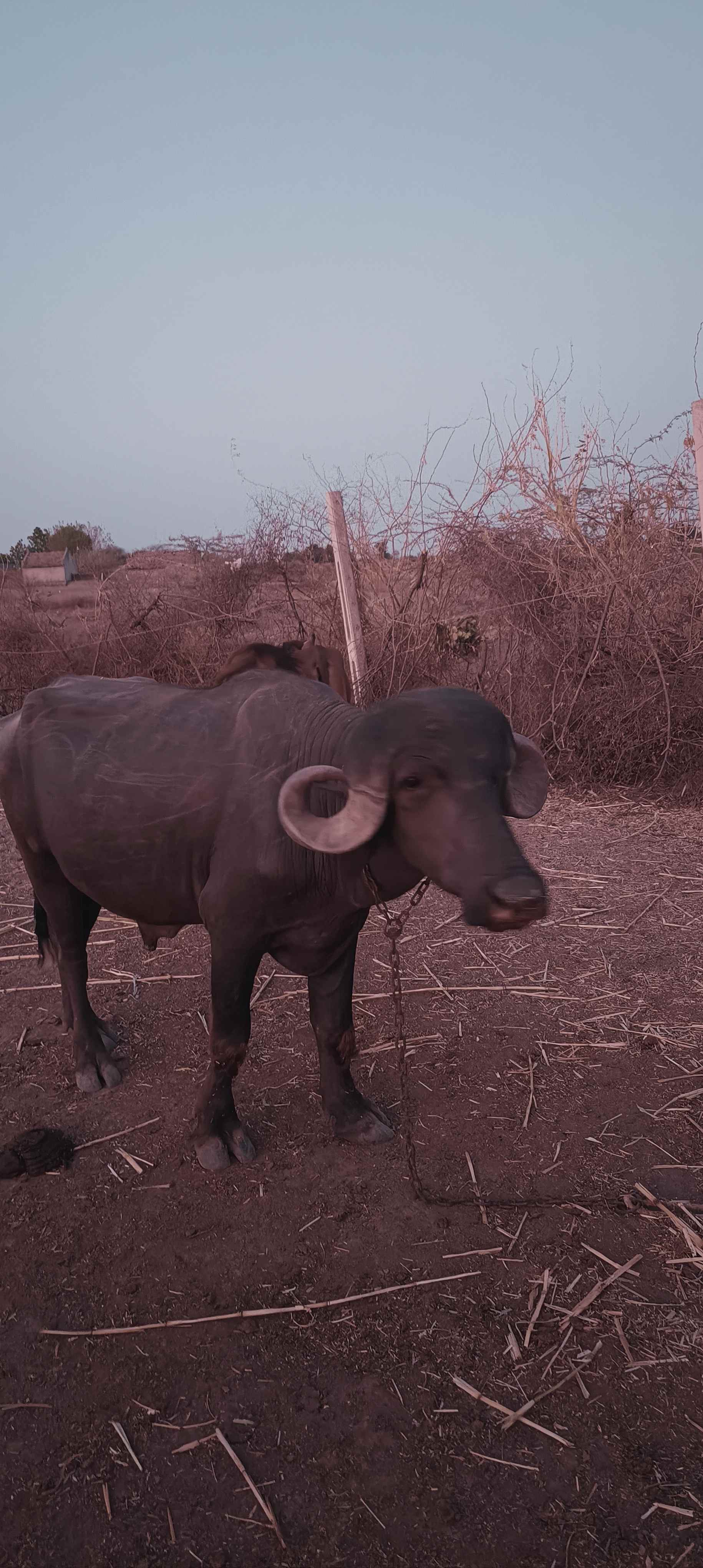 પાડો  in Badhada, Amreli, Gujarat