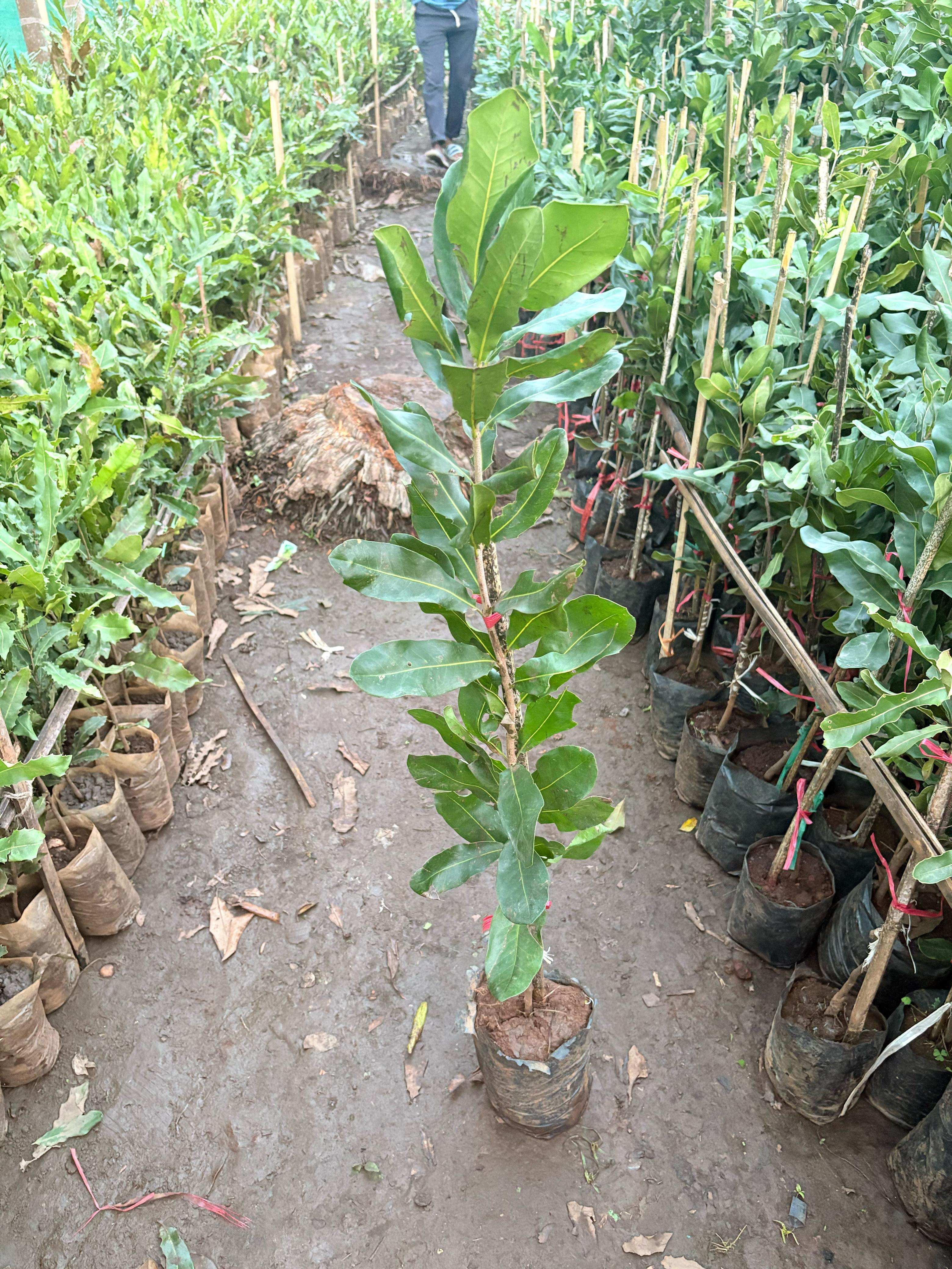 nursery  in Tiniali Bazar, Hojai, Assam