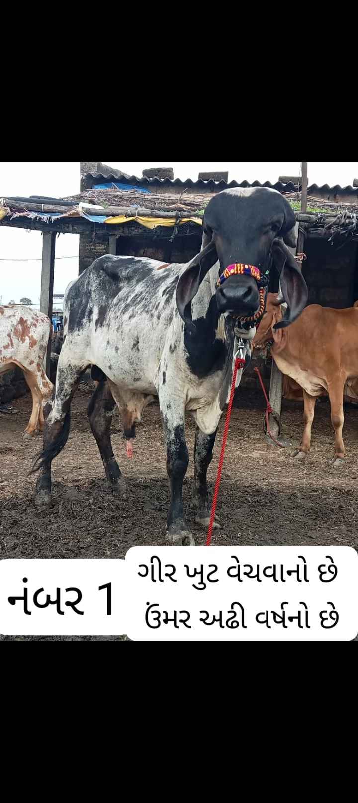 બે ગીર ખુટ વેચવાનો છે  એક ની ઉંમર અઢી વર્ષનો છે  બીજા ની ઉંમર દોઢ વર્ષનો છે  કાબરી ગાય વેતર બીજુ છે  સાત મહિનાની ગાભણ છે  2 ગીર હોડકી ઉંમર અઢી  અઢી વરસની છે  3 ગીર હોડકી ઉંમર  બે બે વરસની છે  એક એક જોતું હોય  તો મળી જશે  ગામ શેરગઢ તાલુકો  કેશોદ જીલ્લો જુનાગઢ  મો 9978839015 મો 9327640108 in Shergadh, Junagadh, Gujarat