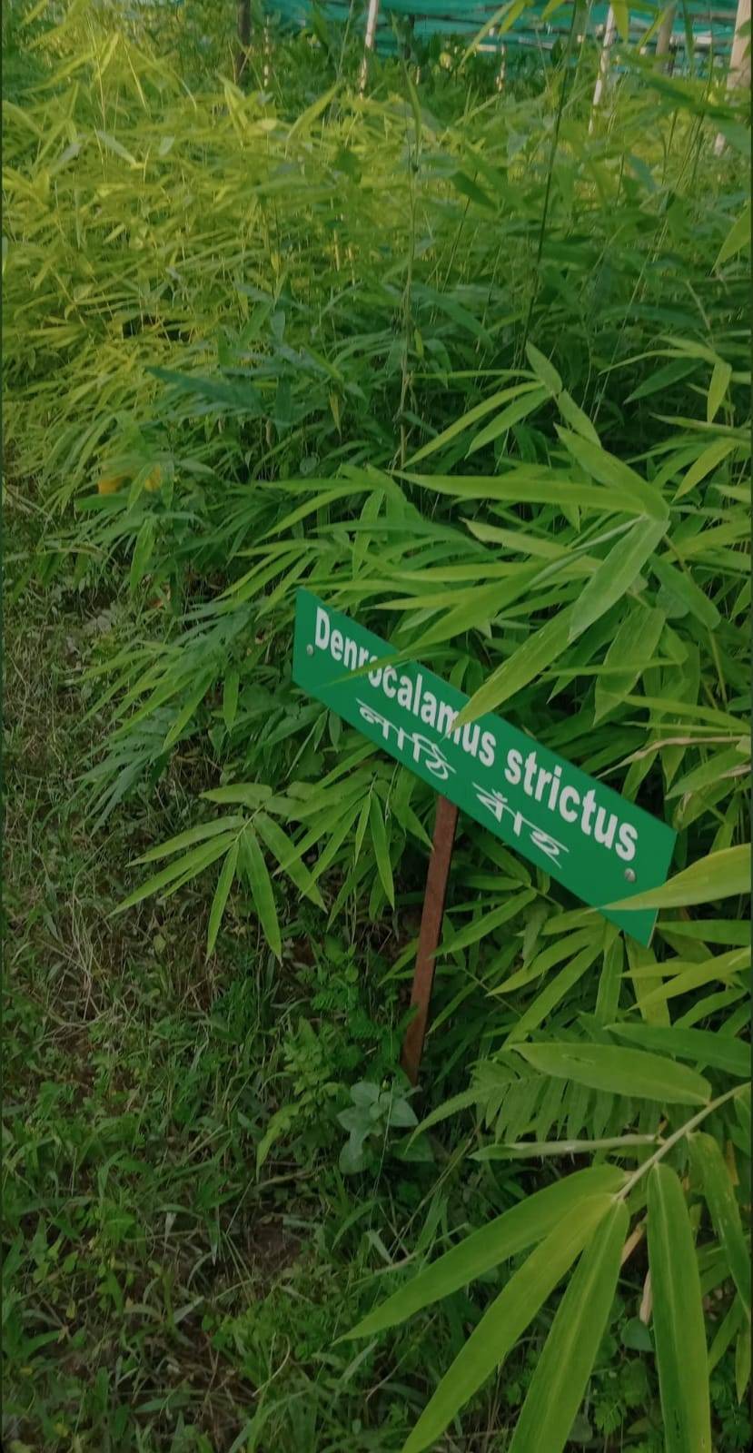 Denrocalamus strictus in Tiniali Bazar, Hojai, Assam