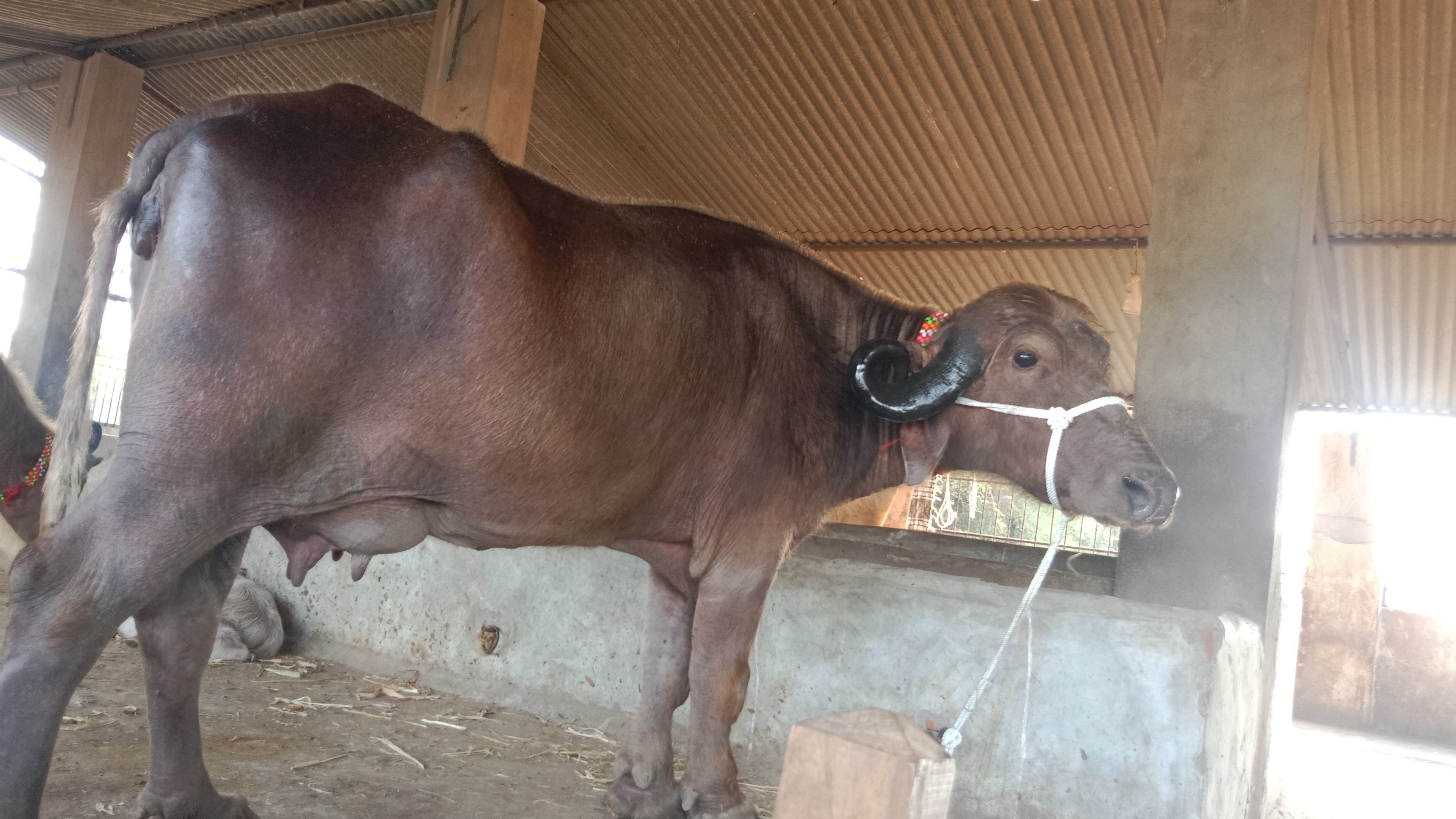buffalo in Bareja, Ahmadabad, Gujarat