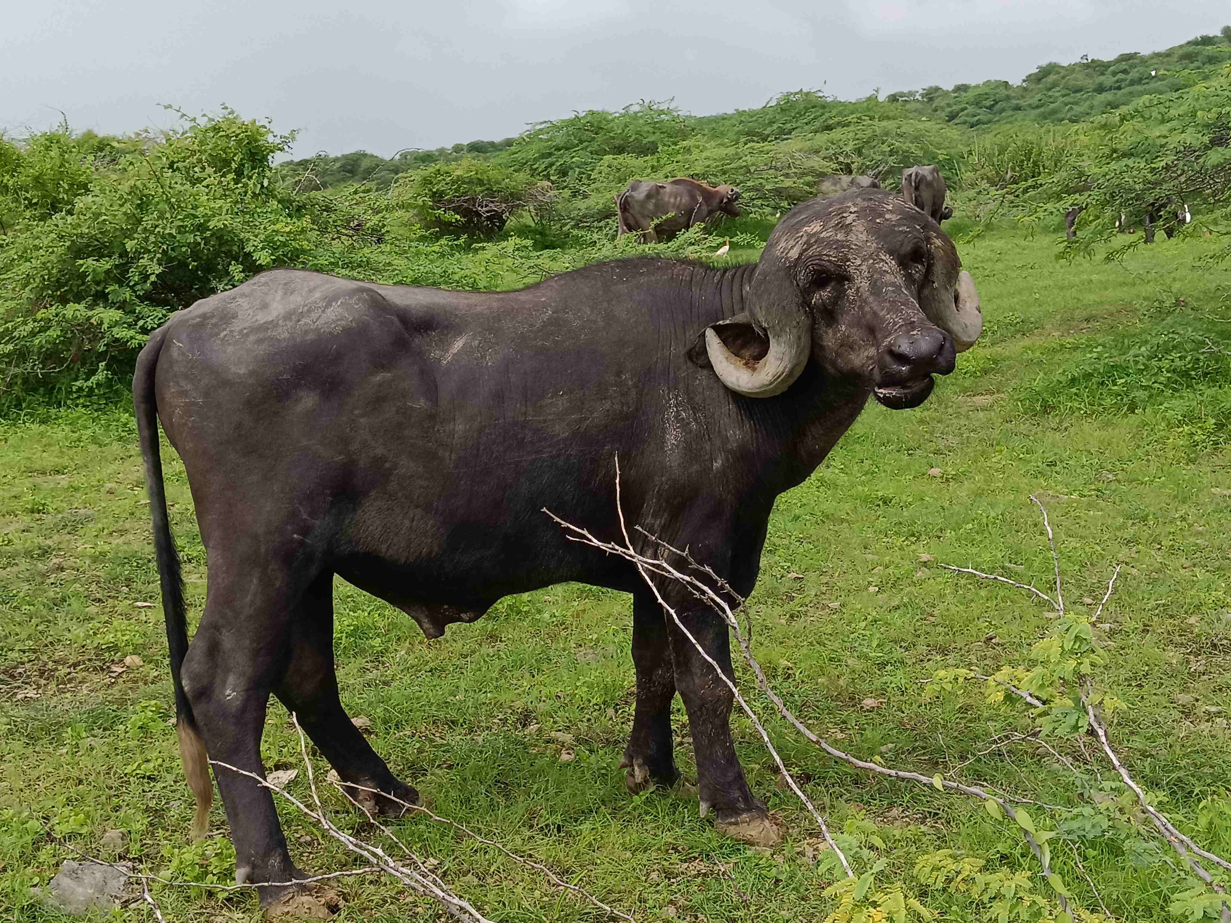 pado  in Juni Dhrevad, Devbhumi Dwarka, Gujarat