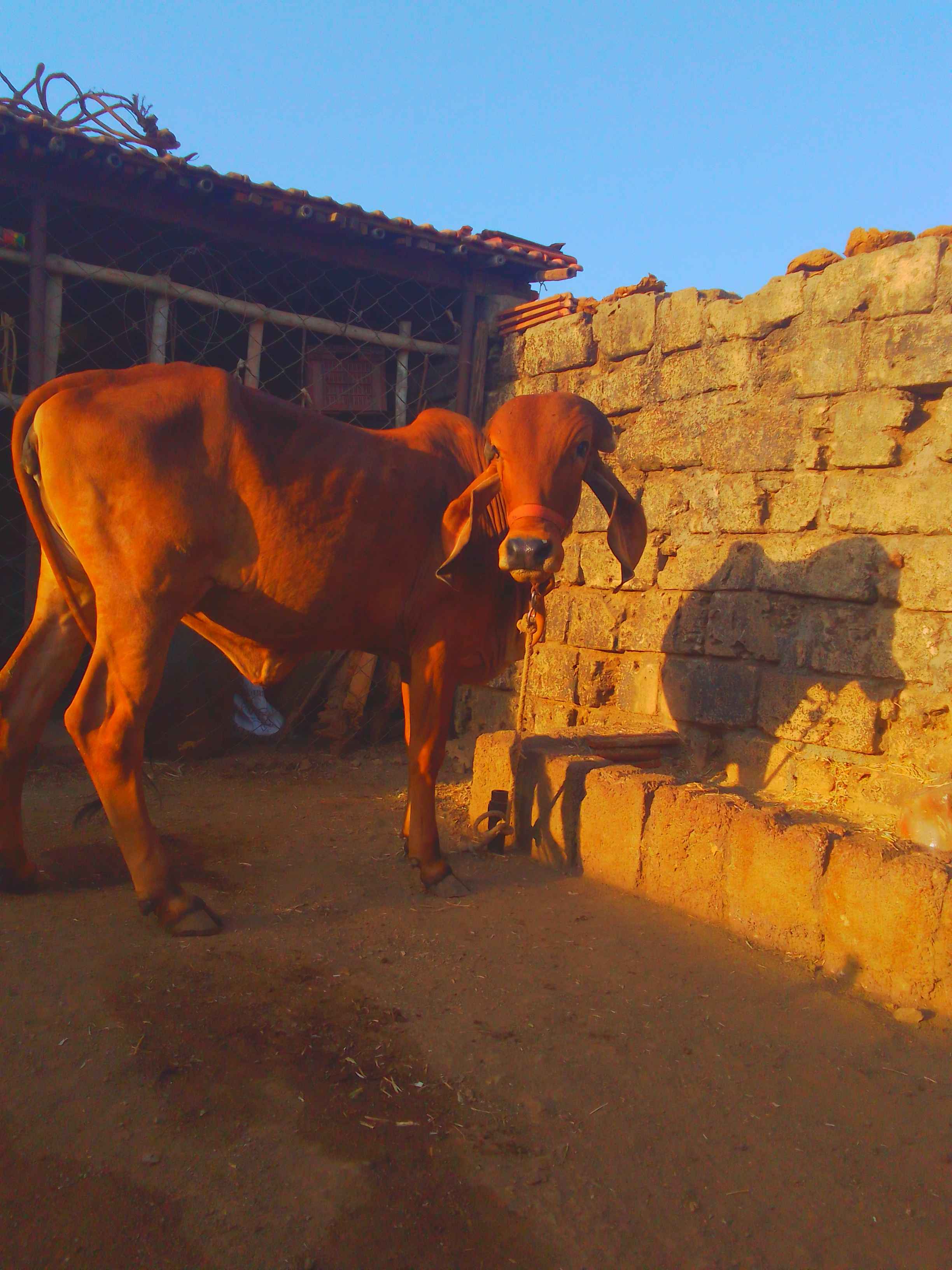 ગાય  in Dhebar, Junagadh, Gujarat