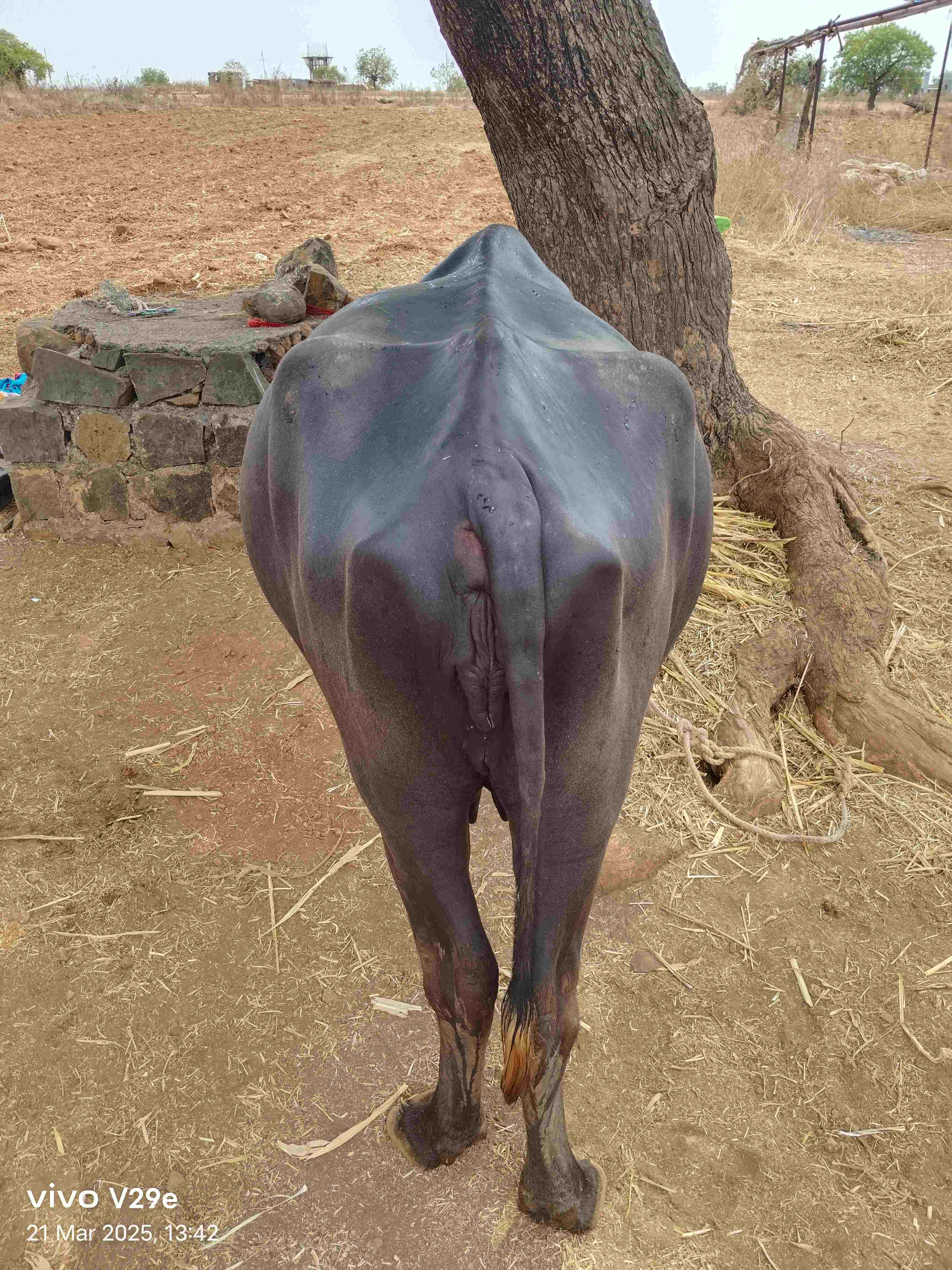 म्हैस  in Ban, Hingoli, Maharashtra