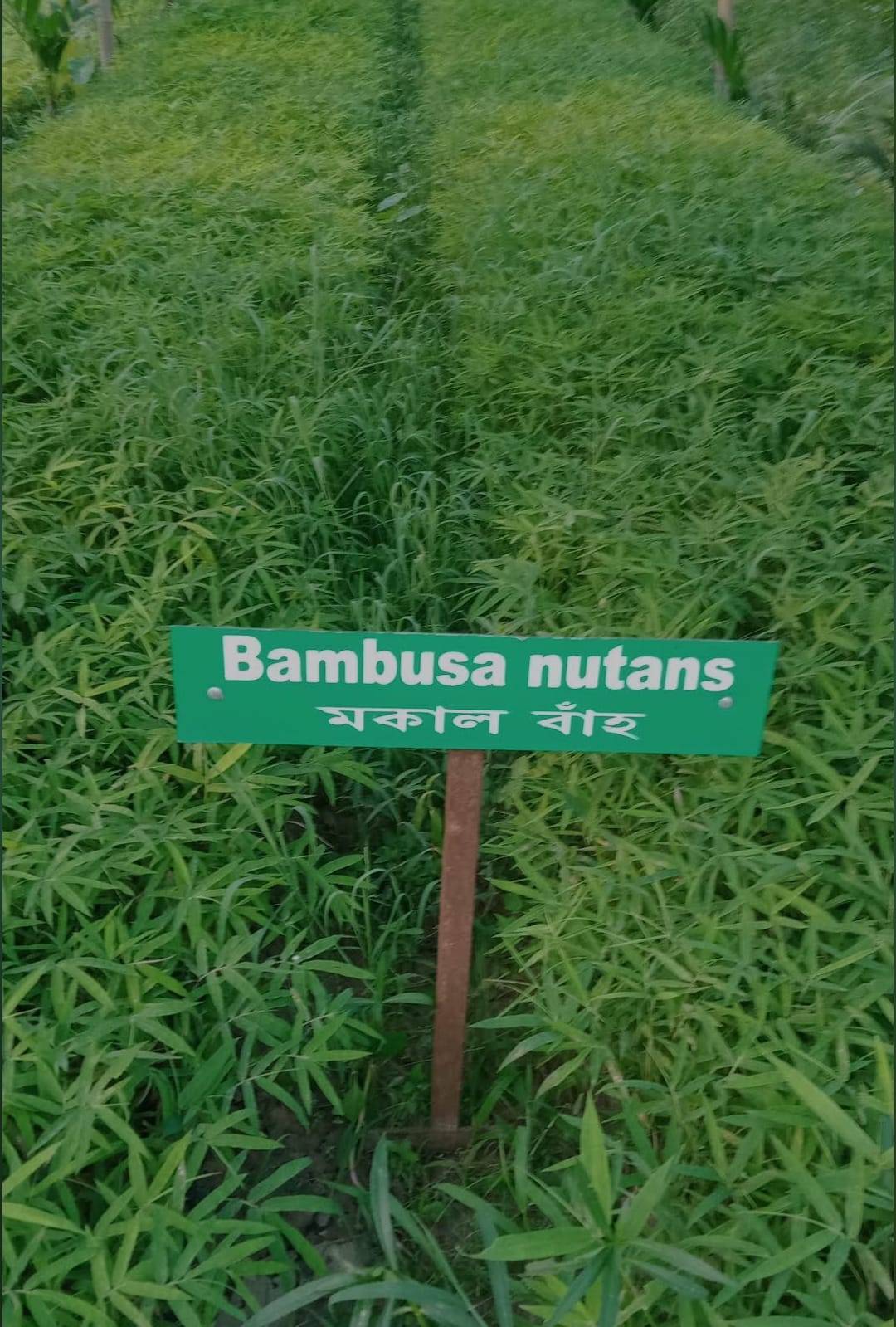 Bambusa nutans in Tiniali Bazar, Hojai, Assam