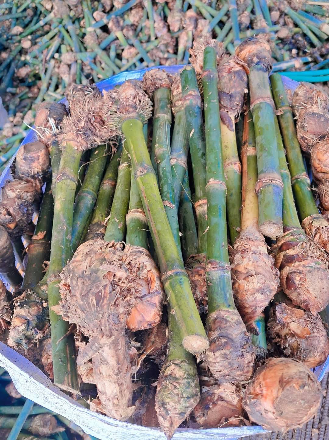 bamboo plants  in Tiniali Bazar, Hojai, Assam