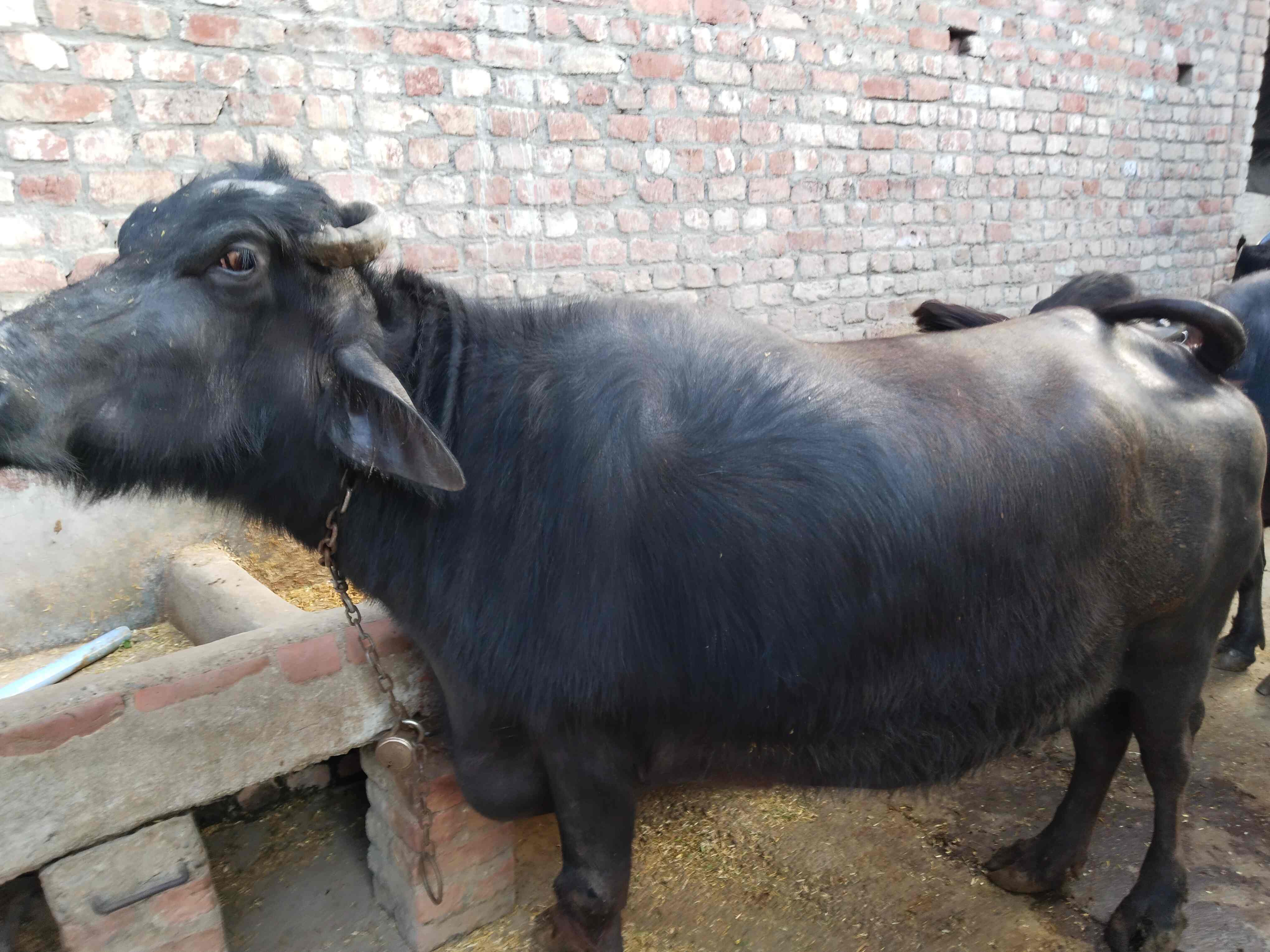 भैंस in Khunak, Budaun, Uttar Pradesh