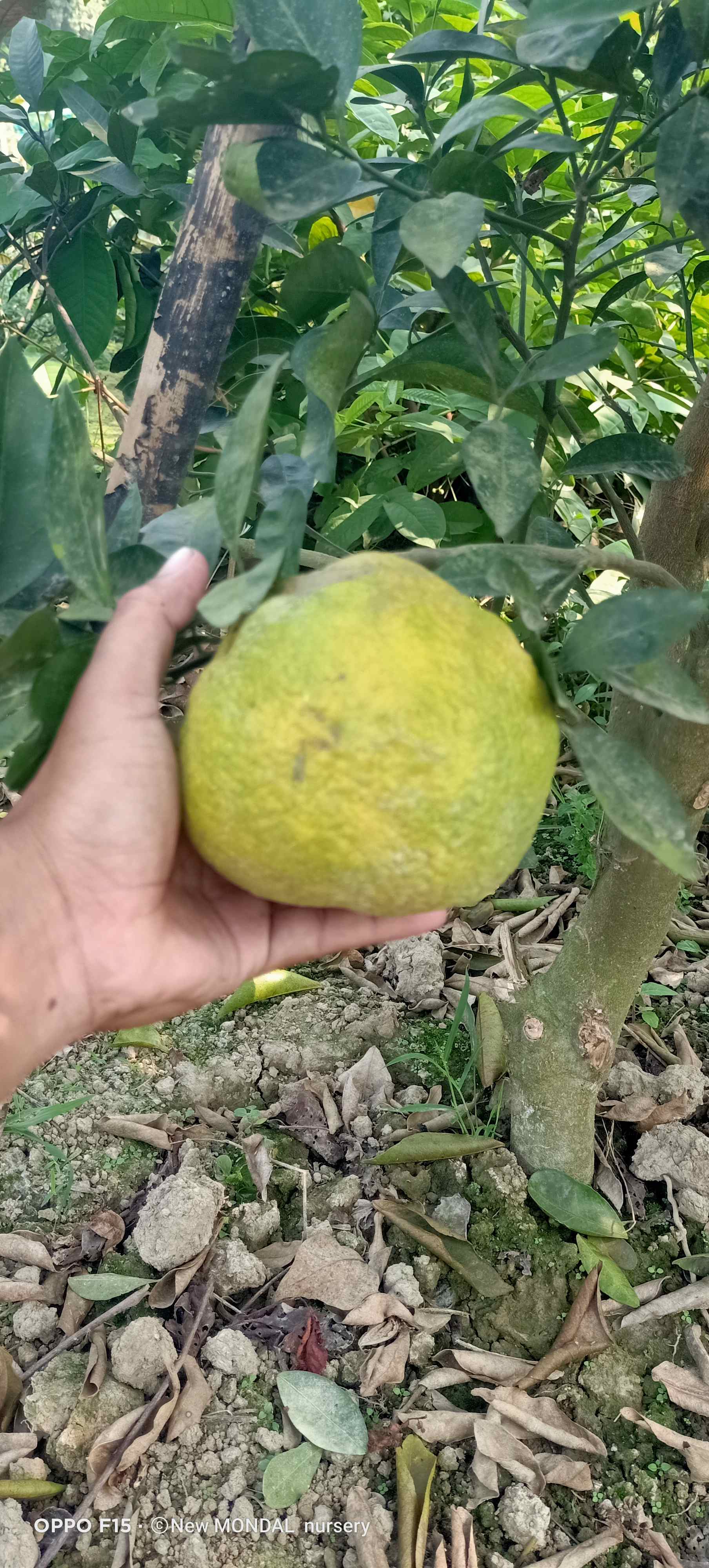Lemon in Prithiba, 24 Paraganas North, West Bengal