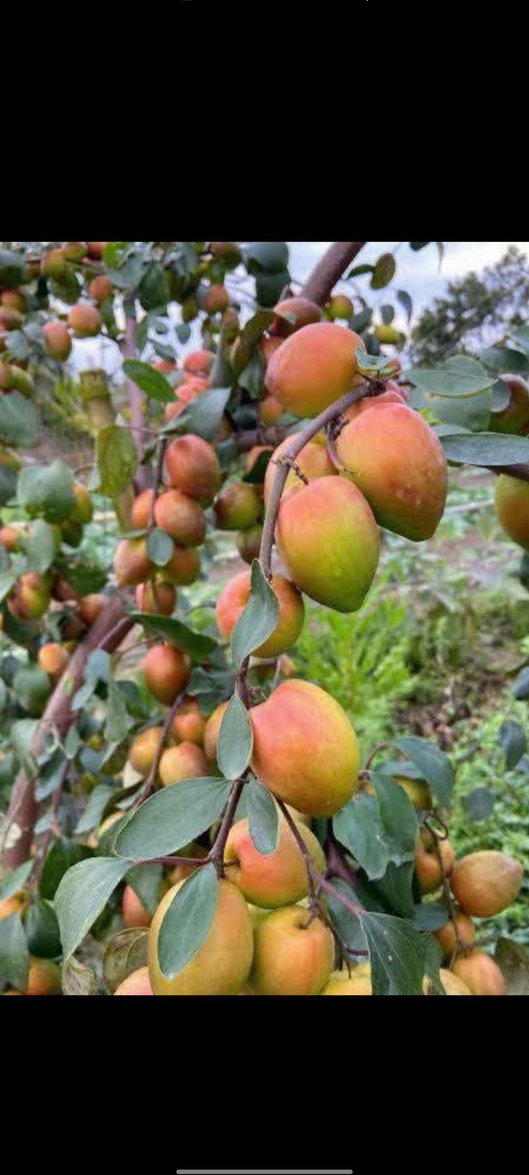 Apple Ber in Prithiba, 24 Paraganas North, West Bengal