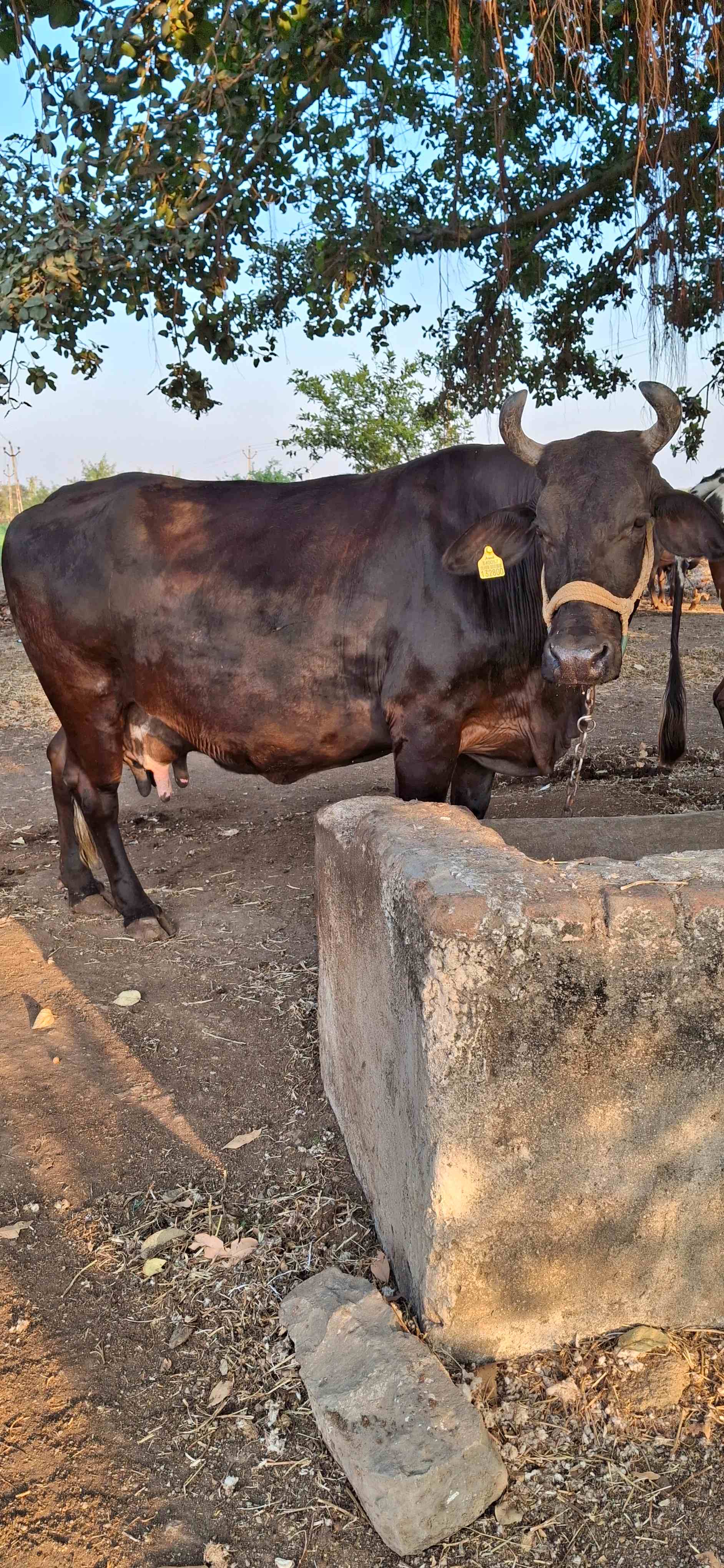 ગાપ વેચાવ છે in Vasavad, Rajkot, Gujarat
