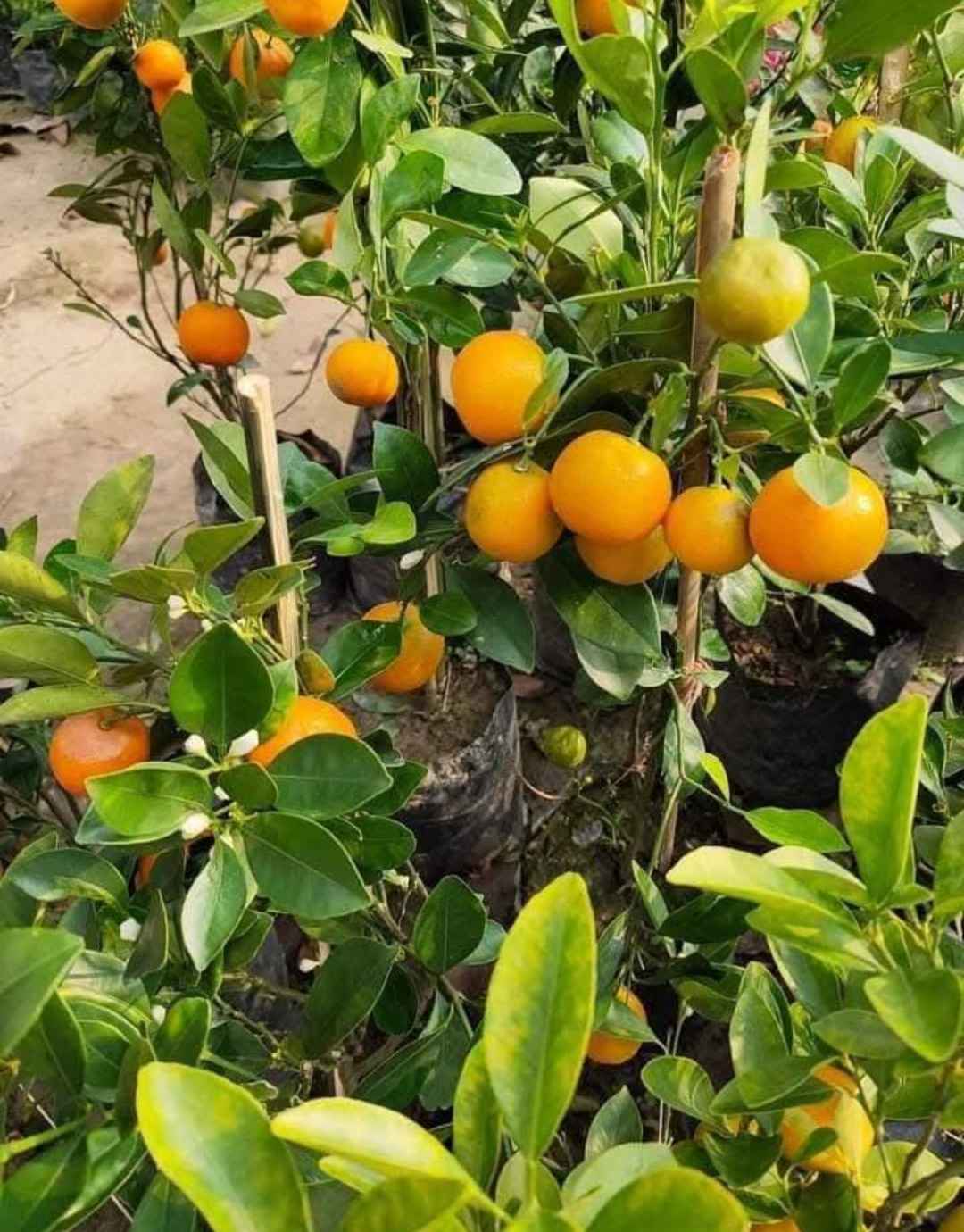 Mosumbi Lemon in Prithiba, 24 Paraganas North, West Bengal