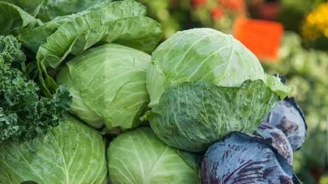 cabbage  in Inayatpur, Ghaziabad, Uttar Pradesh