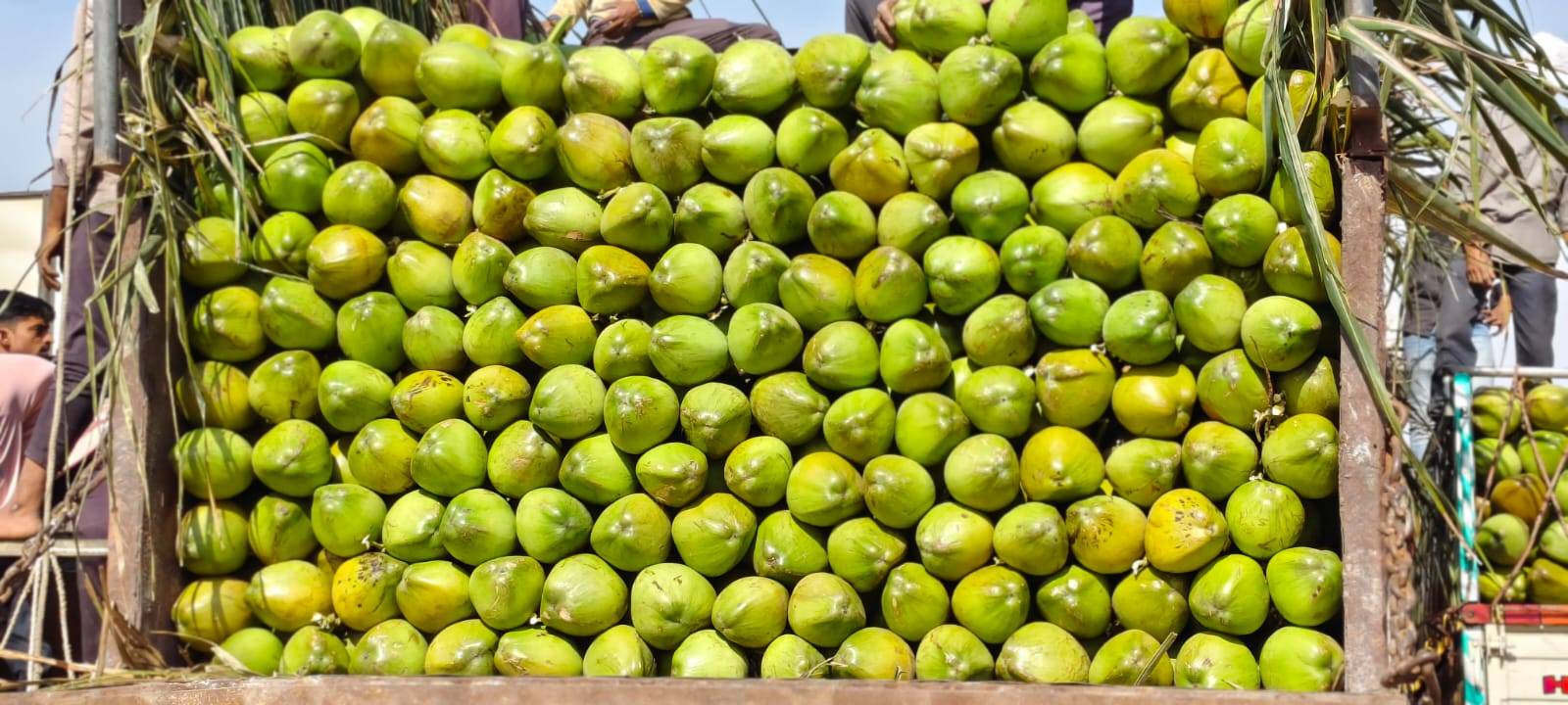 નારિયેળ(coconut) in Vejalpur, Ahmadabad, Gujarat